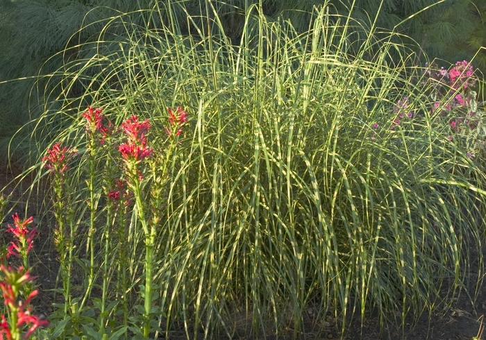 Zebra Grass - Miscanthus sinensis 'Zebrinus' from Sloat Gardens Zebra Grass - Miscanthus sinensis 'Zebrinus' from Sloat Gardens