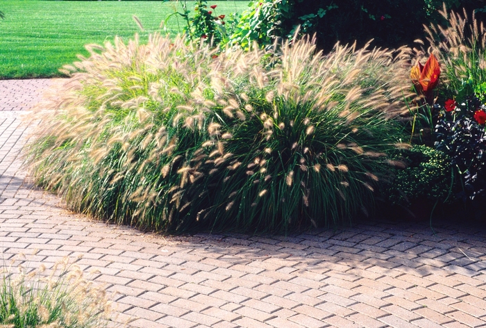 Dwarf Fountain Grass - Pennisetum alopecuroides 'Hameln' from Sloat Gardens