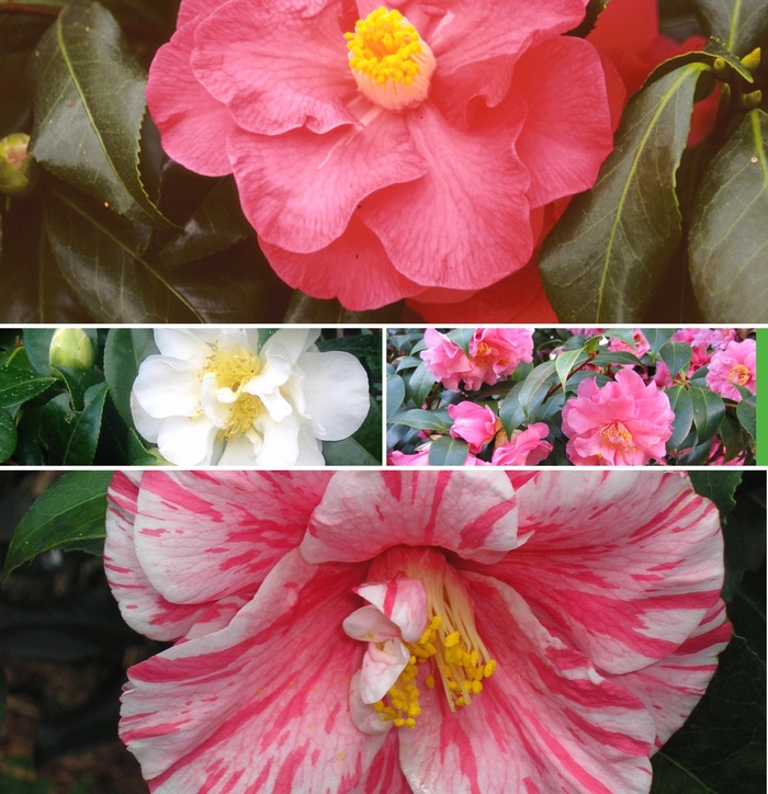 Camellia - Camellia Multiple Varieties from Sloat Gardens