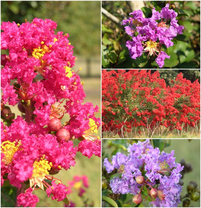 Crape Myrtle - Lagerstroemia Multiple Varieties from Sloat Gardens