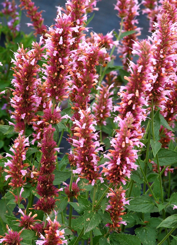 Cotton Candy Hummingbird Mint - Agastache 'Cotton Candy' from Sloat Gardens