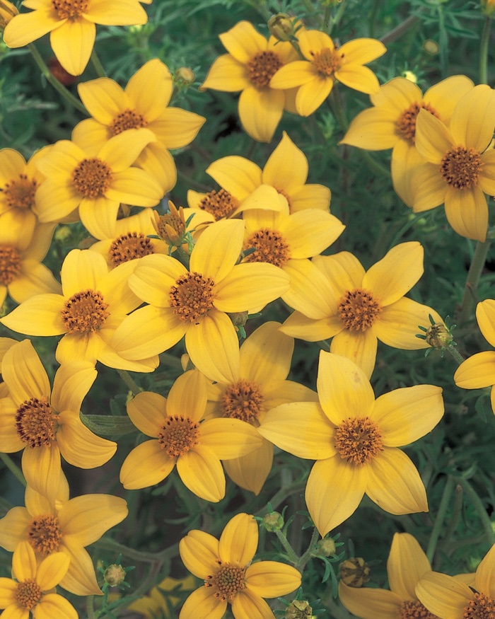 Solaire® Yellow - Bidens ferulifolia from Sloat Gardens