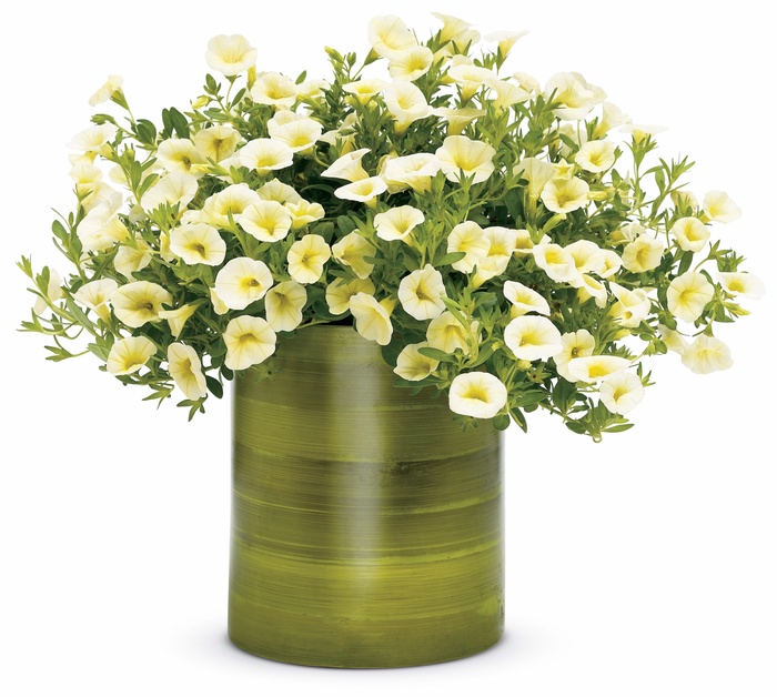 Superbells® Yellow Chiffon - Calibrachoa hybrid from Sloat Gardens