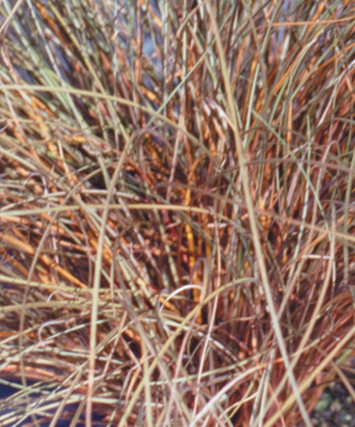 Graceful Grasses™ Toffee Twist - Carex flagellifera 'Toffee Twist Sedge' from Sloat Gardens