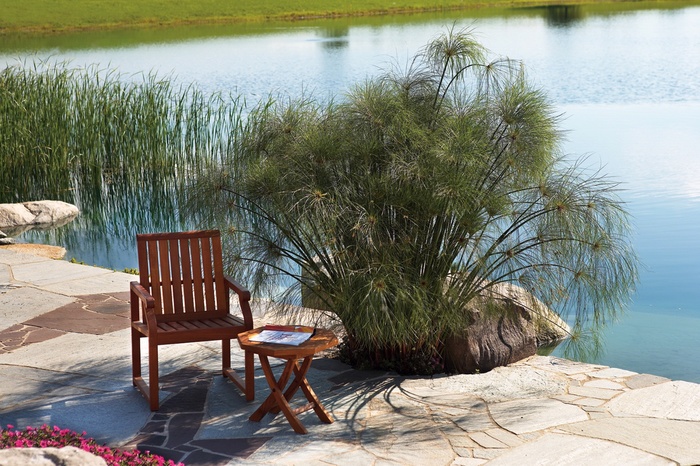 Umbrella Grass - Cyperus papyrus 'King Tut®' from Sloat Gardens