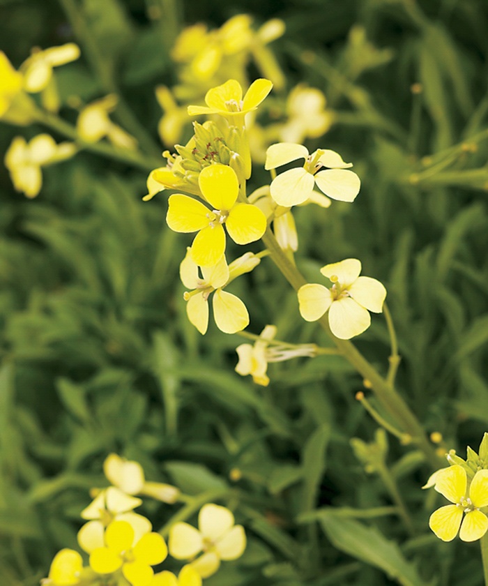 Lemon Zest - Erysimum 'Wallflower' from Sloat Gardens