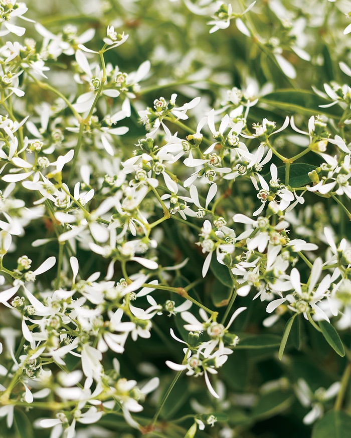 Diamond Frost® - Euphorbia from Sloat Gardens