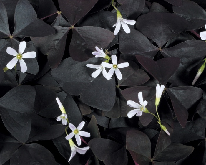 Charmed® Velvet - Oxalis 'Shamrock' from Sloat Gardens