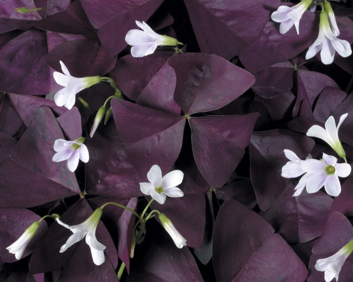 Charmed® Wine - Oxalis 'Shamrock' from Sloat Gardens