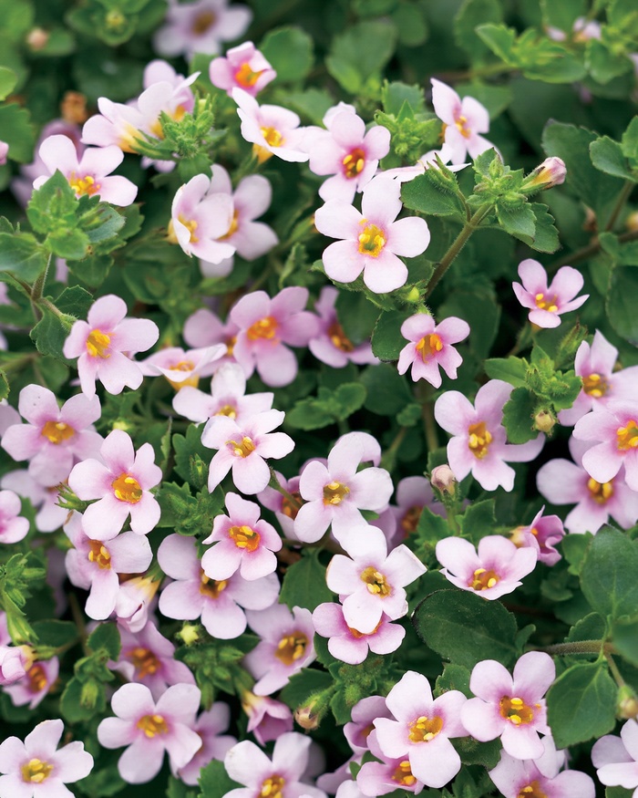 Snowstorm® Pink - Sutera 'Bacopa' from Sloat Gardens