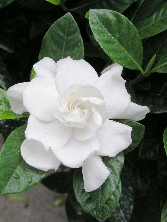 Gardenia - Gardenia jasminoides 'Veitchii' from Sloat Gardens