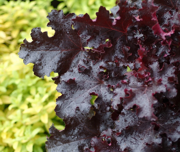 Alum Root - Heuchera 'Black Beauty' from Sloat Gardens