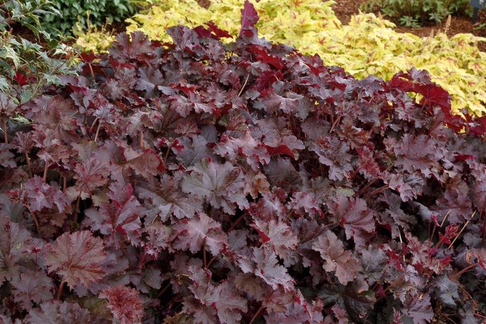 Alum Root - Heuchera 'Chocolate Ruffles' from Sloat Gardens