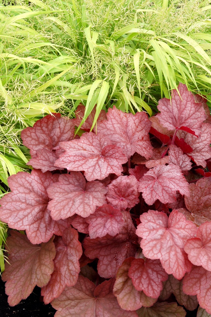 Orange Alum Root - Heuchera 'Georgia Peach' from Sloat Gardens