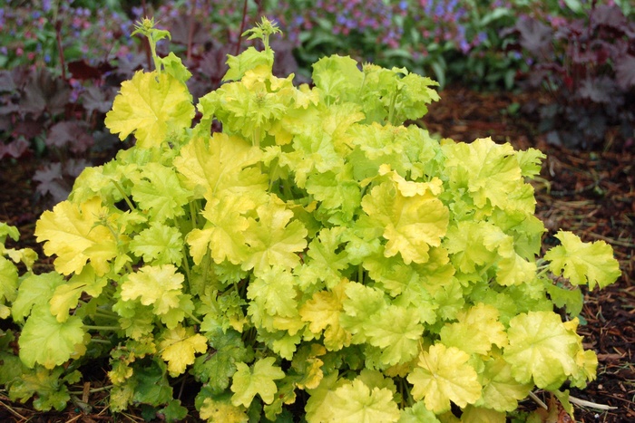 Coral Bells - Heuchera 'Lime Rickey' from Sloat Gardens