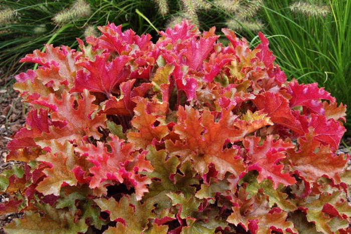 Alum Root - Heuchera 'Marmalade' from Sloat Gardens