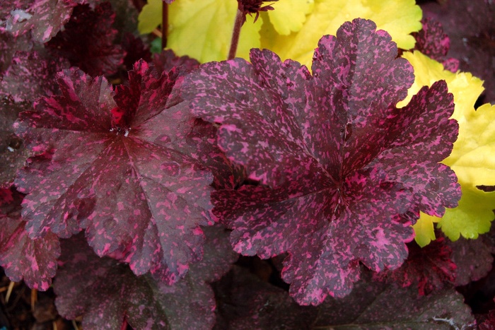 Alum Root - Heuchera 'Midnight Rose' from Sloat Gardens