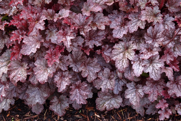 Alum Root - Heuchera 'Plum Pudding' from Sloat Gardens