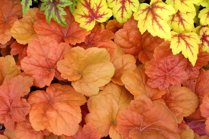 Alum Root - Heuchera 'Southern Comfort' from Sloat Gardens