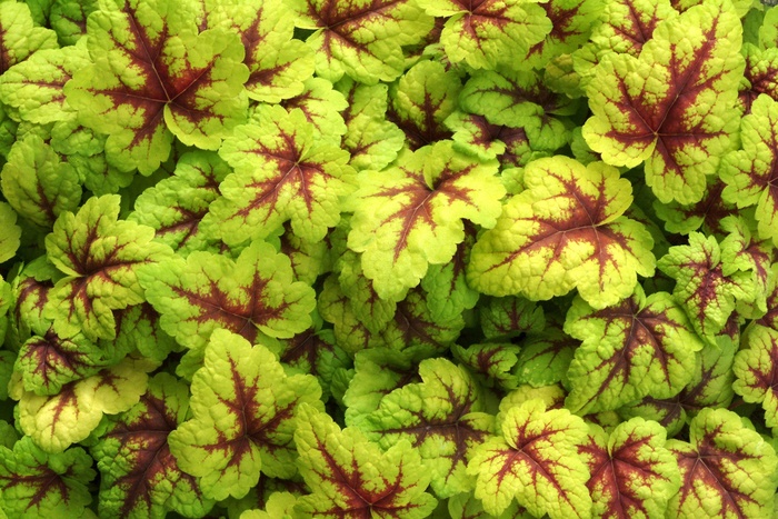 Foamy Bells - Heucherella 'Stoplight' from Sloat Gardens