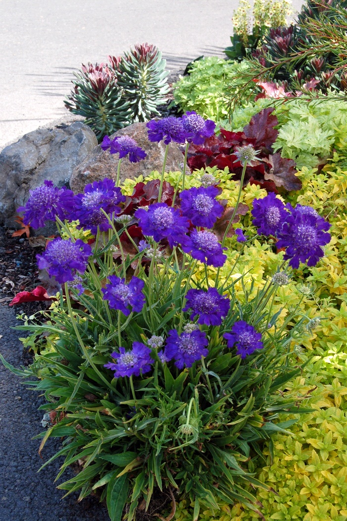 Pincushion flower - Scabiosa 'Vivid Violet' from Sloat Gardens
