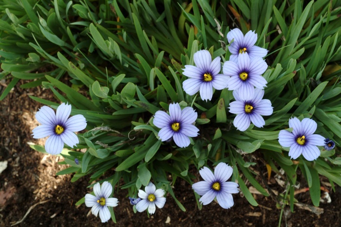 Blue Eyed Grass - Sisyrinchium 'Devon Skies' from Sloat Gardens