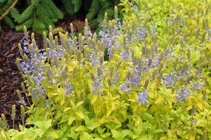 Golden Creeping Speedwell - Veronica prostrata 'Aztec Gold' from Sloat Gardens