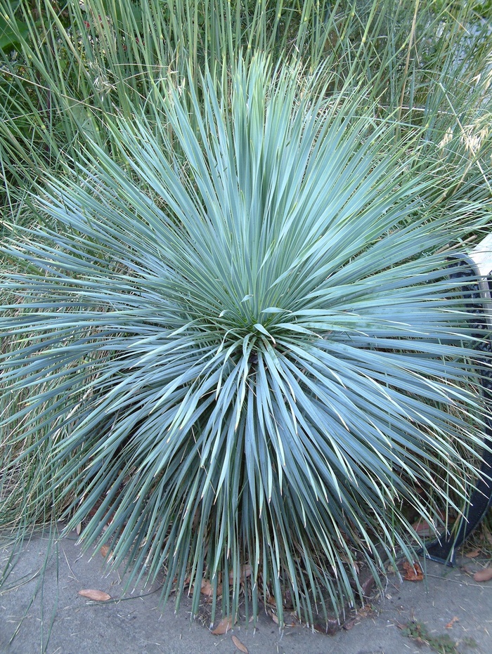 Adam's Needle - Yucca rostrata 'Sapphire Skies' from Sloat Gardens