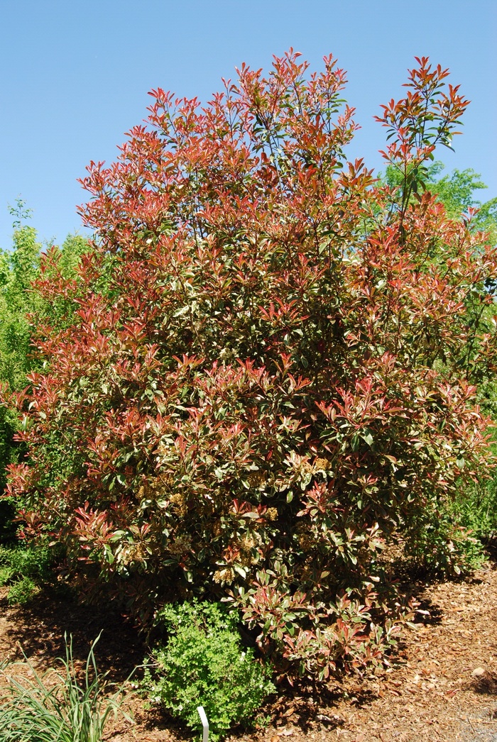 Photinia 'Pink Marble' - Photinia x fraseri Pink Marble from Sloat Gardens