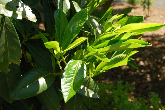 English Laurel - Prunus laurocerasus from Sloat Gardens