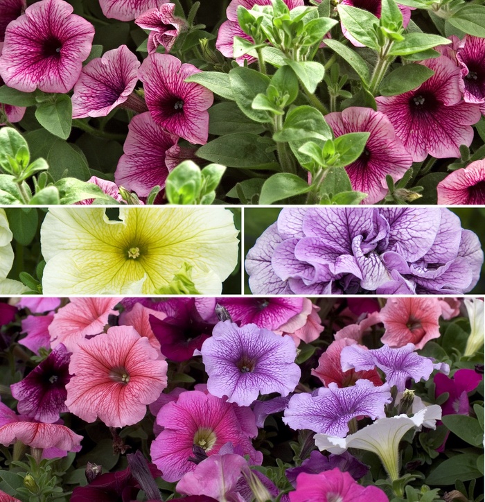 Petunia - Multiple Varieties from Sloat Gardens