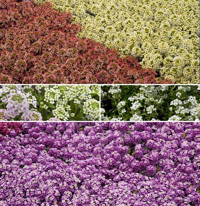 Multiple Varieties of Alyssum - Alyssum 'Multiple Varieties' from Sloat Gardens