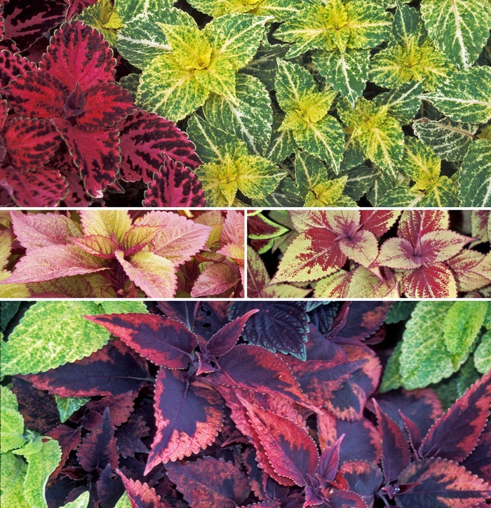 Coleus - Coleus multiple varieties from Sloat Gardens