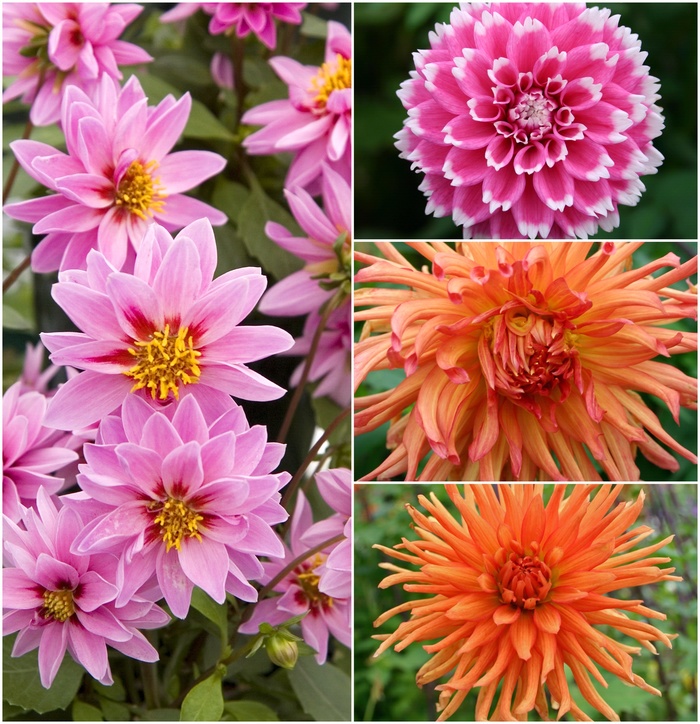 Dahlia - Multiple Varieties from Sloat Gardens