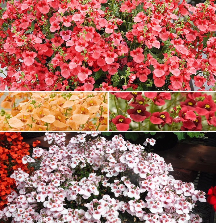 Diascia - Twinspur - Multiple Varieties from Sloat Gardens