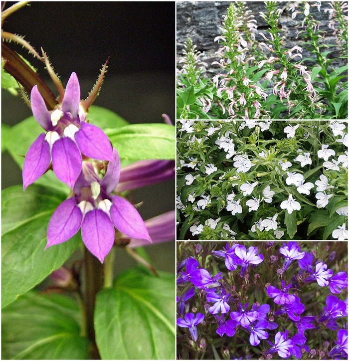 Lobelia - Lobelia Multiple Varieties from Sloat Gardens