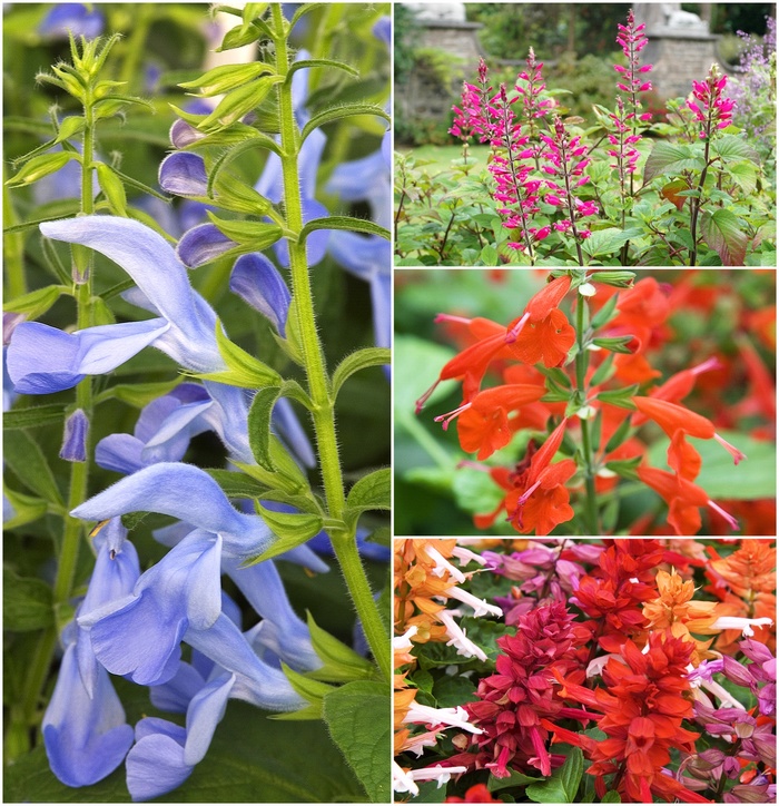 Salvia - Flowering Sage - Mulitple Varieties from Sloat Gardens