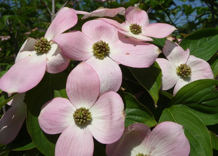 Stellar Pink Dogwood - Cornus rutgersensis 'Stellar Pink' from Sloat Gardens