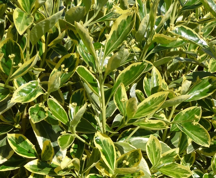 Japanese Euonymus - Euonymus japonicus 'Silver King' from Sloat Gardens