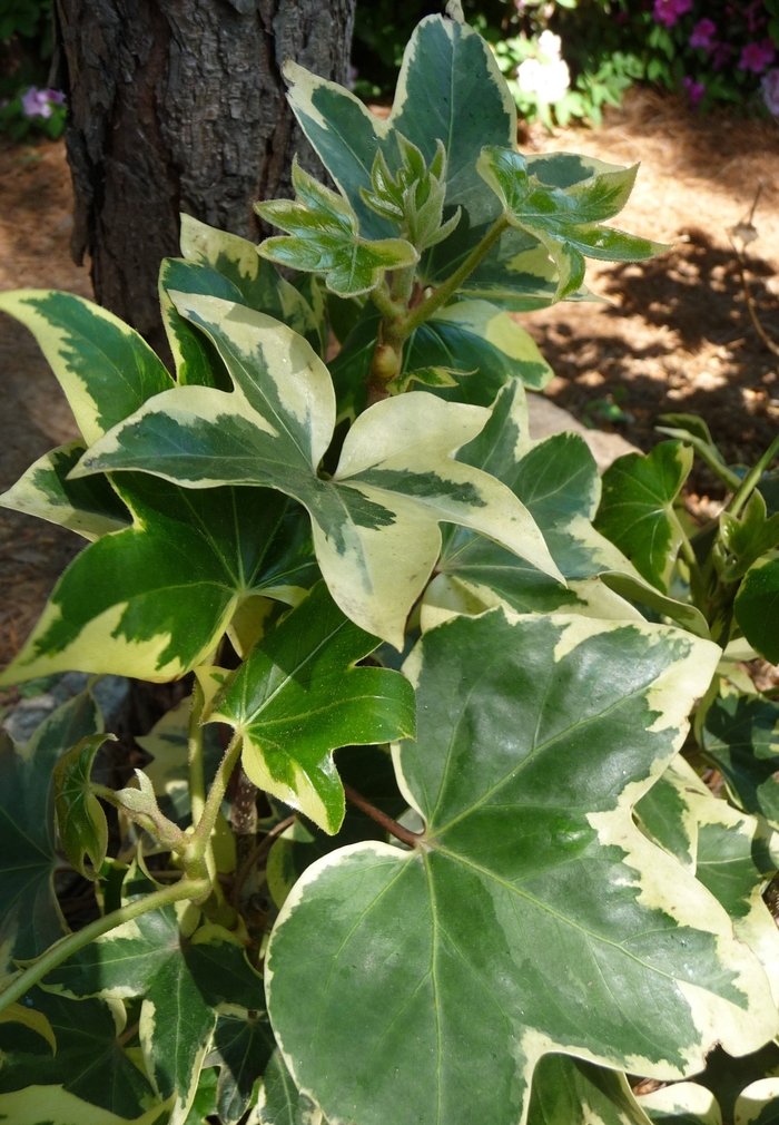 Ivy Tree - Fatshedera lizei Variegata from Sloat Gardens