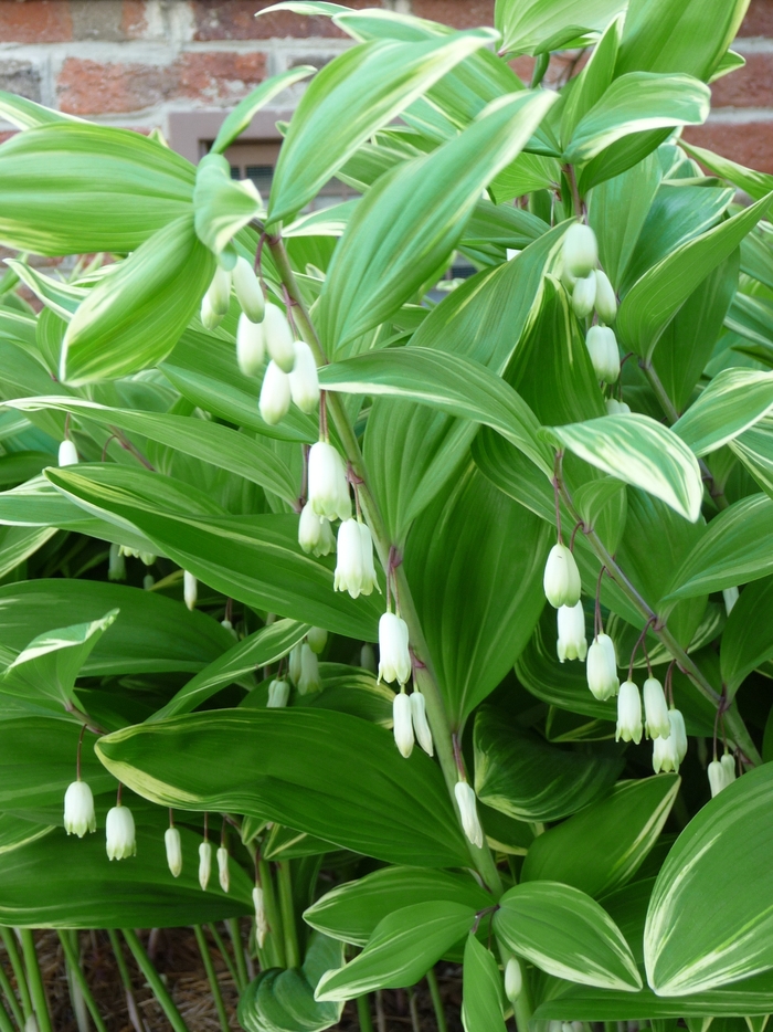 Variegated Soloman's Seal - Polygonatum odoratum 'Variegatum' from Sloat Gardens Variegated Soloman's Seal - Polygonatum odoratum 'Variegatum' from Sloat Gardens