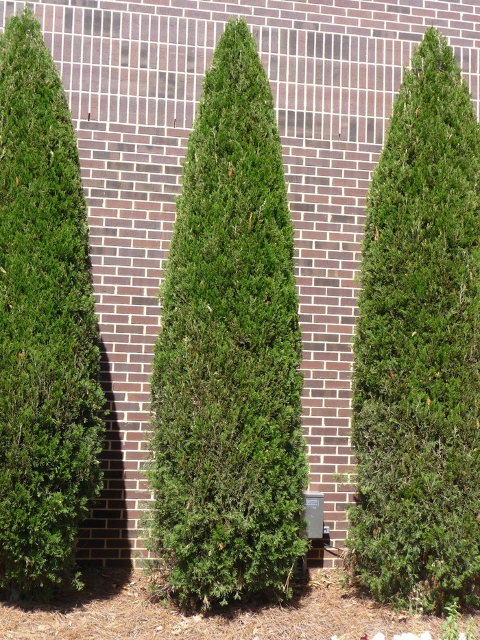 Green Giant Arborvitae - Thuja 'Green Giant' from Sloat Gardens