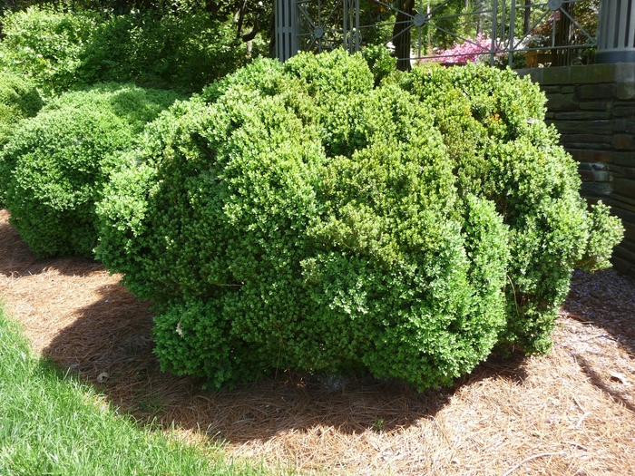 Green Velvet Boxwood - Buxus 'Green Velvet' from Sloat Gardens