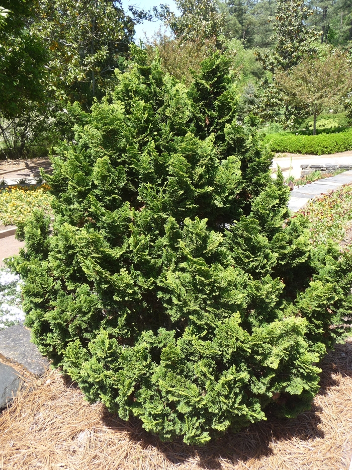 Dwarf Hinoki Cypress - Chamaecyparis obtusa 'Nana' from Sloat Gardens