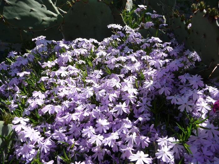 Creeping Phlox - Phlox subulata 'Emerald Blue' from Sloat Gardens