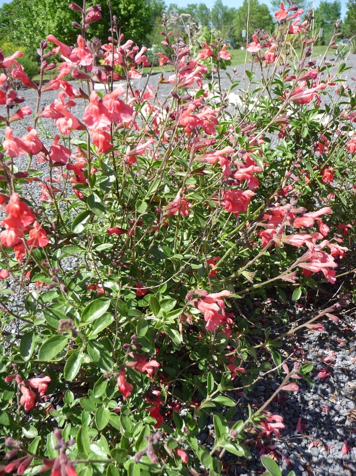Red Autumn Sage - Salvia greggii 'Red' from Sloat Gardens