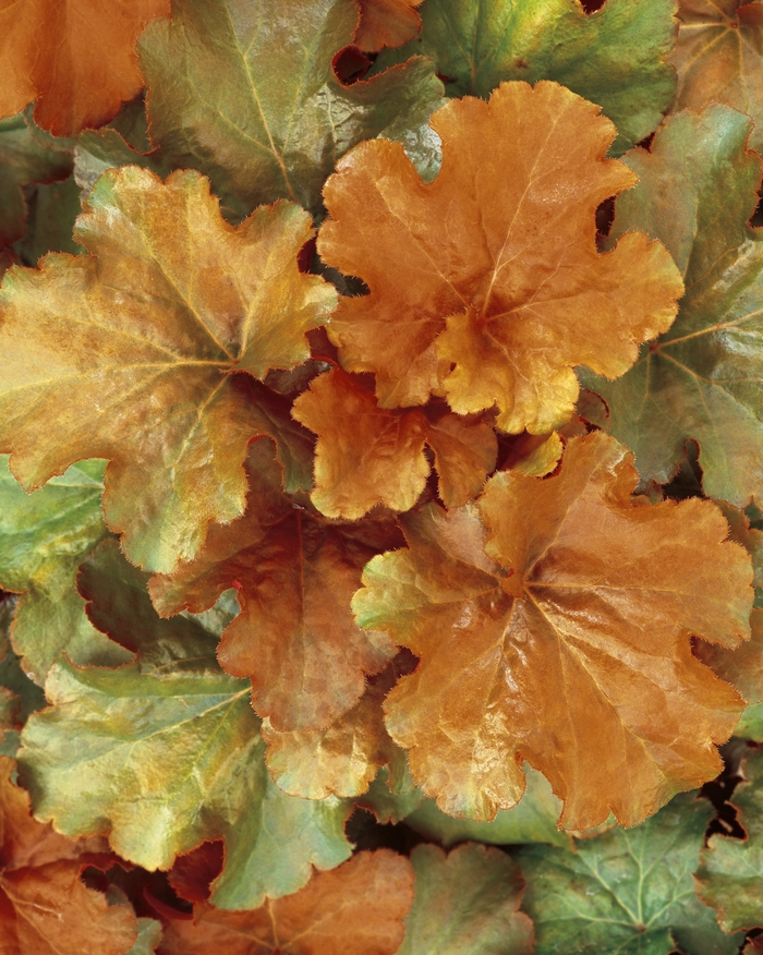 Heuchera - Heuchera hybrid 'Dolce Creme Brule' from Sloat Gardens