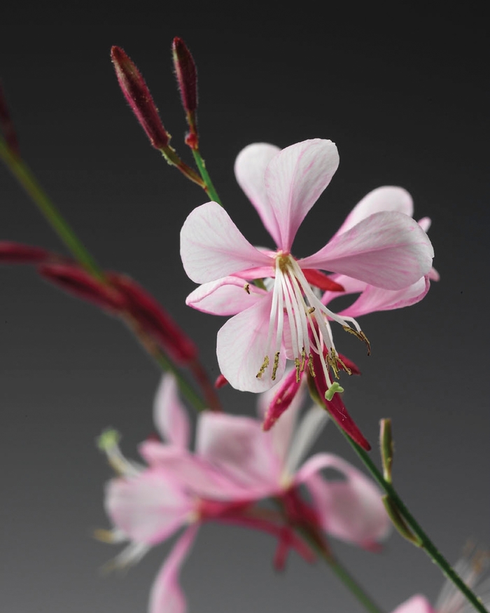 Stratosphere™ Pink Picotee - Gaura lindheimeri Butterfly Flower from Sloat Gardens