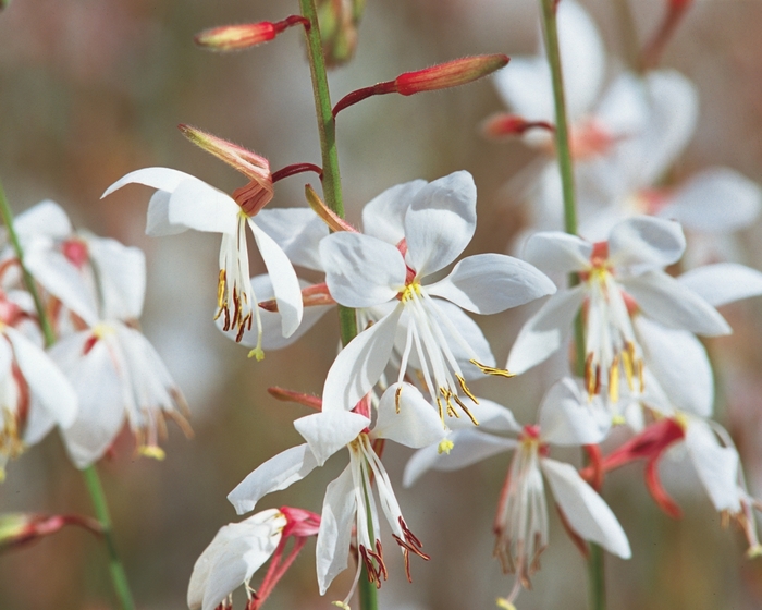 Stratosphere™ White - Gaura lindheimeri Butterfly Flower from Sloat Gardens