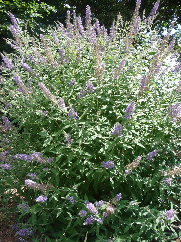 Butterfly Bush - Buddleia davidii 'Lochinch' from Sloat Gardens